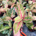 Аглаонема THONG MUEANG CHAN