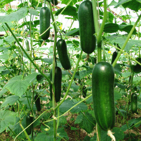 Семена огурца Орзу F1, Nunhems, 5 шт.