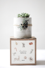 Новогодний набор с суккулентом № 19