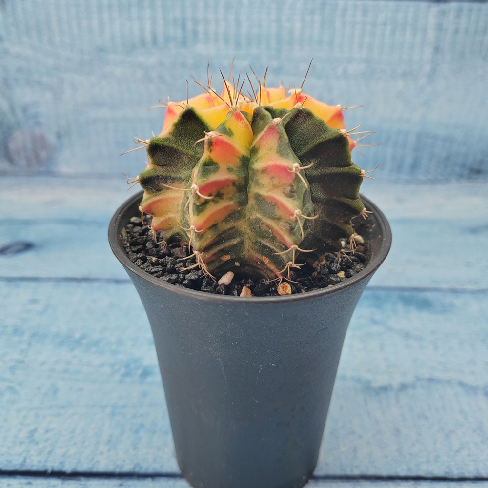 Gymnocalycium Variegata (Гимнокалициум Вариегатный)