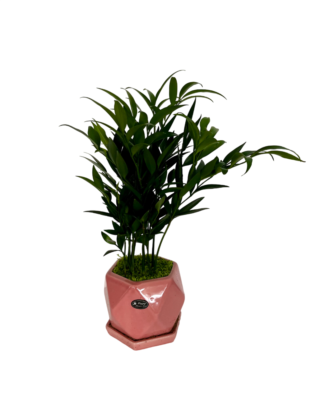 Пахира керамический горшок д. 12