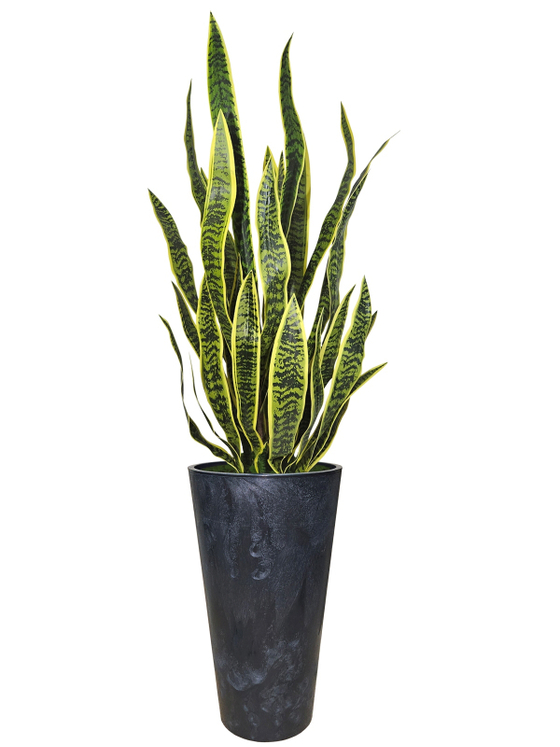 Сансевиерия в высоком черном кашпо
