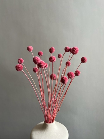 Краспедия стабилизированная коралловая (упак 20 шт)