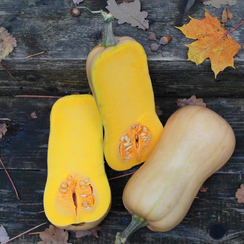 Страдивари семена тыквы (Гавриш)