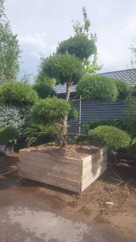 Бонсай Сосна Черная 250-275см