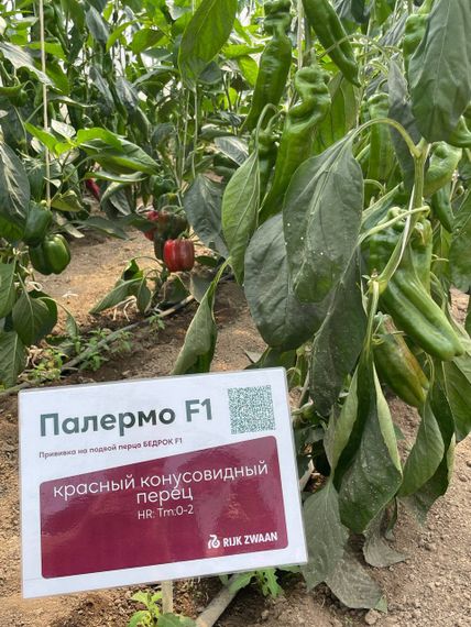 Палермо F1 семена перца сладкого Rijk Zwaa-Райк Цваан