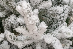 Искусственная елка Имперская заснеженная 210 см., литая хвоя+пвх, ЕлкиТорг (145210)