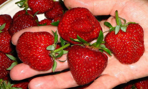 Усы земляники Фея