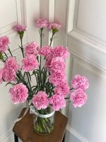 Диантус в розовом оттенке