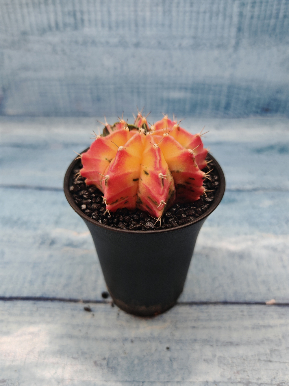Gymnocalycium Variegata (Гимнокалициум Вариегатный)