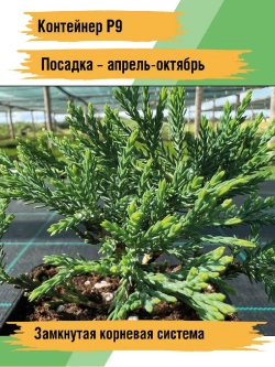 Можжевельник горизонтальный Вилтони саженцы хвойных