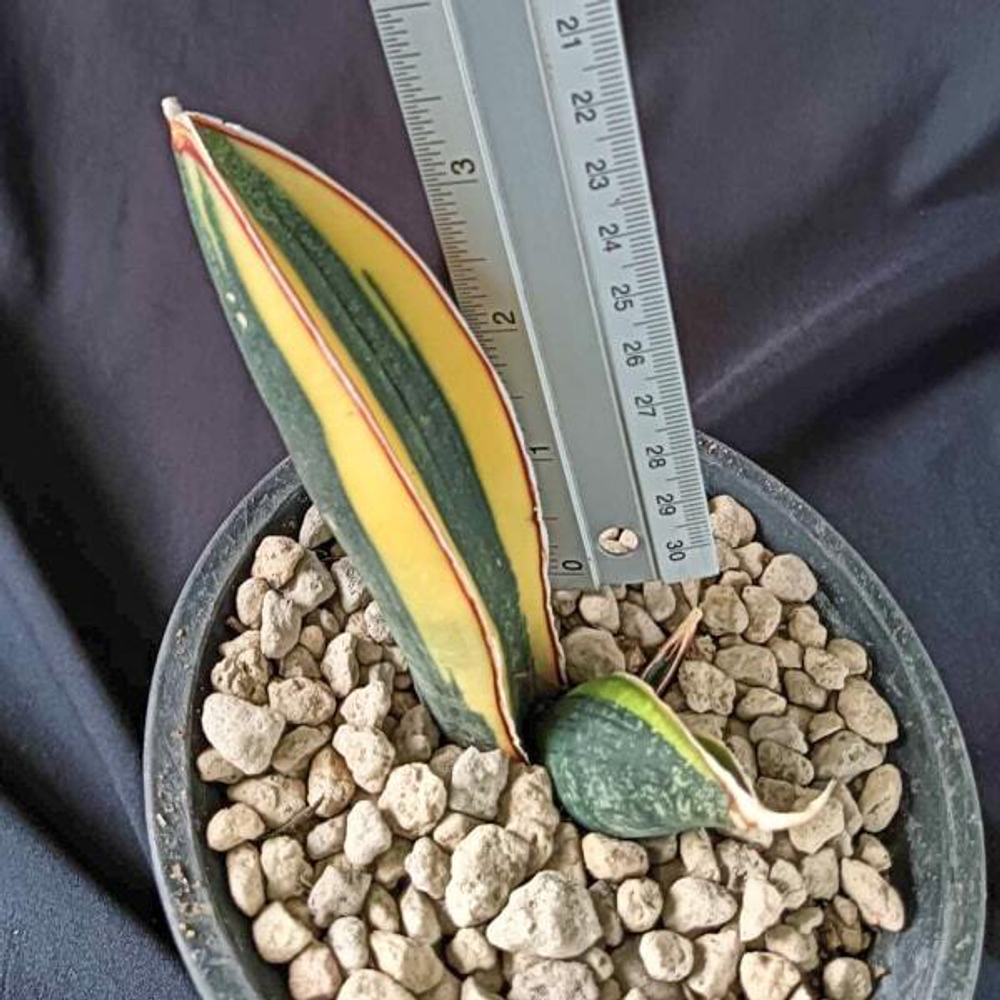 Сансевиерия HALLII BLUE BAT VAR