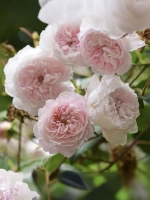 Роза английская Зе Олбрайтон Рамблер