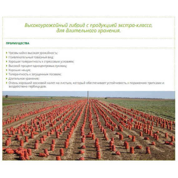 Миссисипи F1 семена лука репчатого (Seminis / Семинис) – фото 3