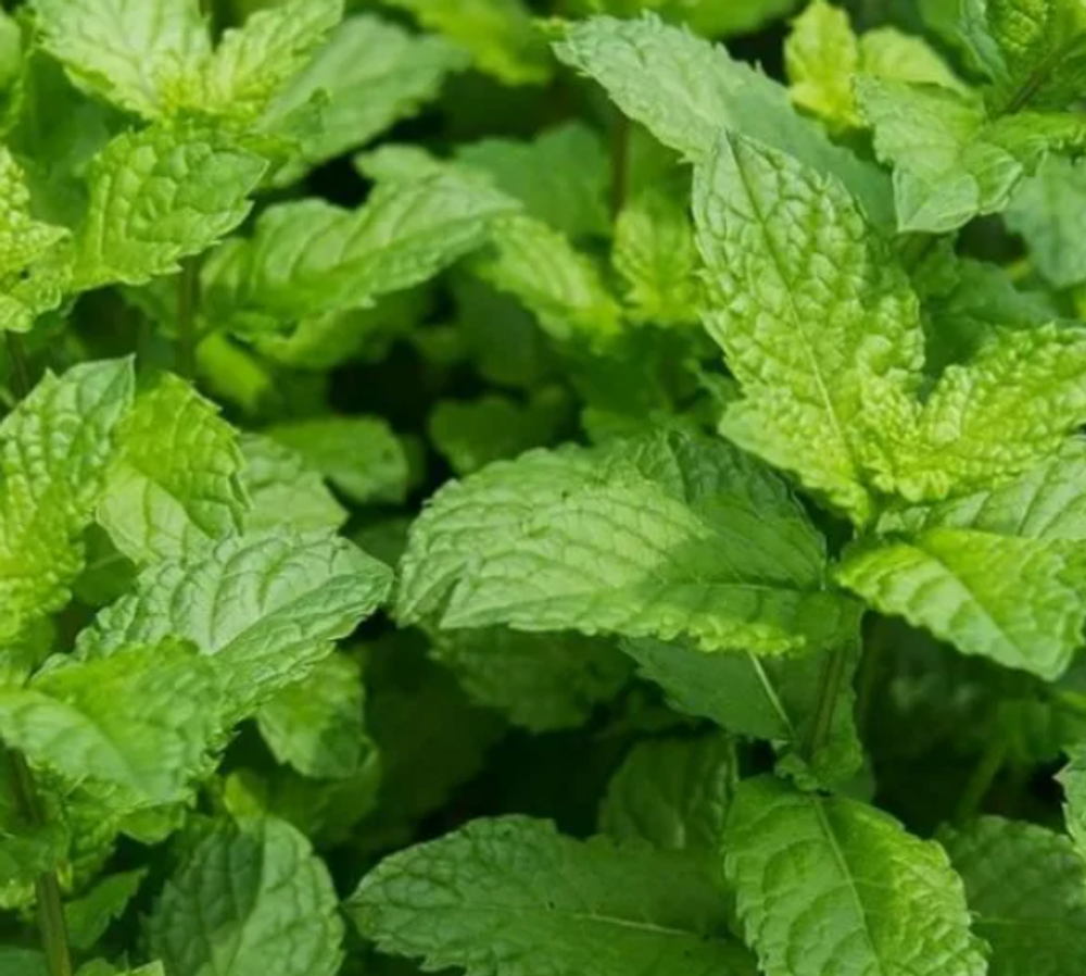 Мята сортовая Медовая сота в контейнере 0,5 л май