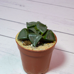 Haworthia Comptoniana moonstone (Хавортия)