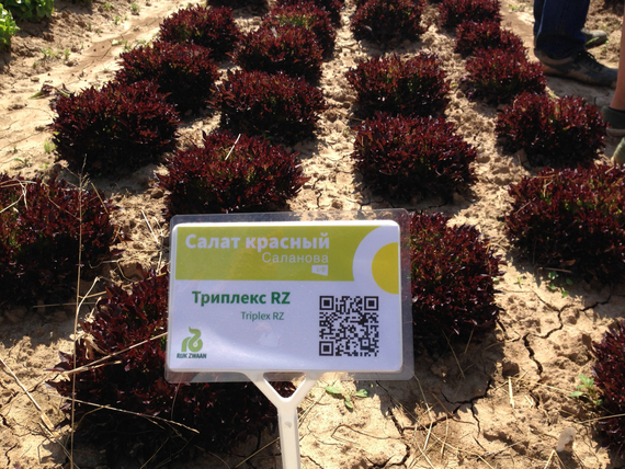 Триплекс семена салата хрустящего с сильно рассеченным листом (Rijk Zwaan / Райк Цваан) в поле – фото 6