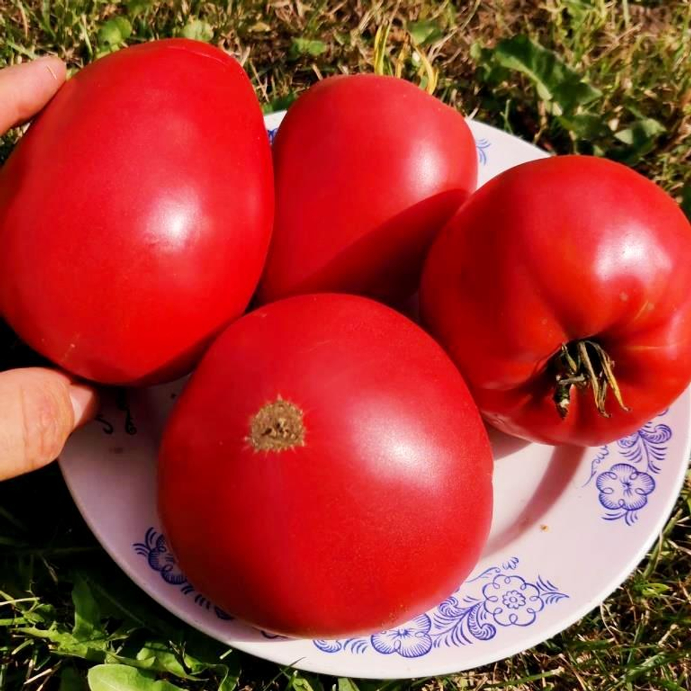 Помидоры - Женское Сердце