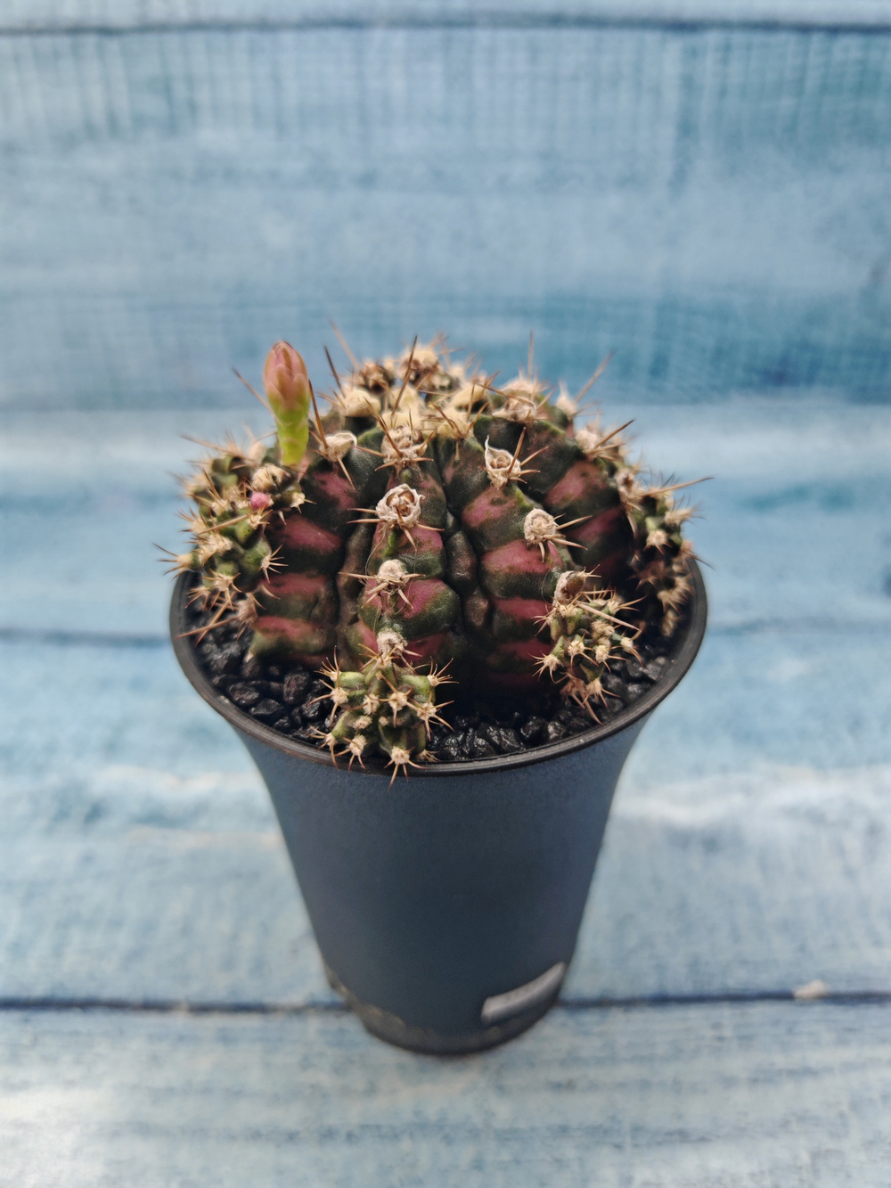 Gymnocalycium T-Rex Pink hybride (Гимнокалициум)