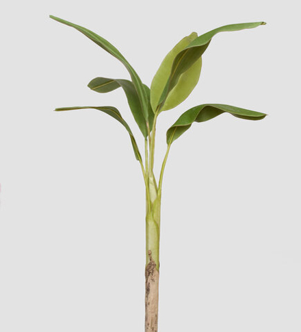 TR 617L Банановое дерево