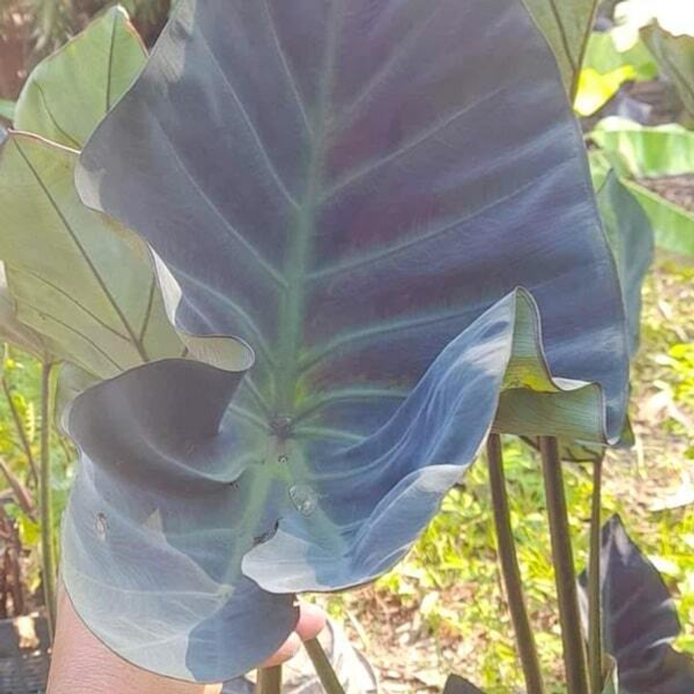 Колоказия KOPIKA