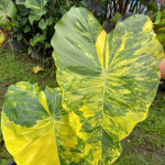 Колоказия WANG THONG