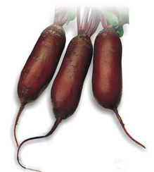 Цилиндра F1 семена свеклы (Sakata / Саката)