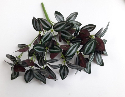 Традесканция "Зебра" бордо / Арт 6013