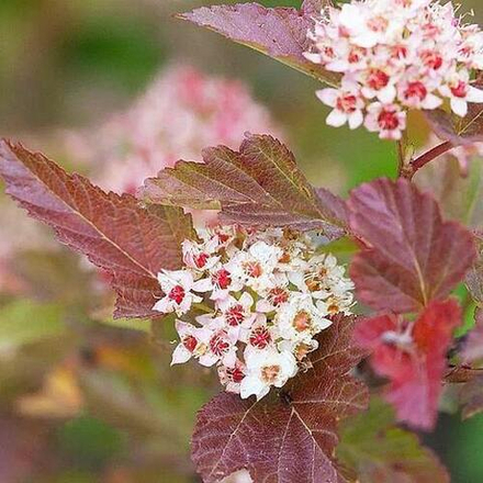 Пузыреплодник калинолистный "Little Angel"