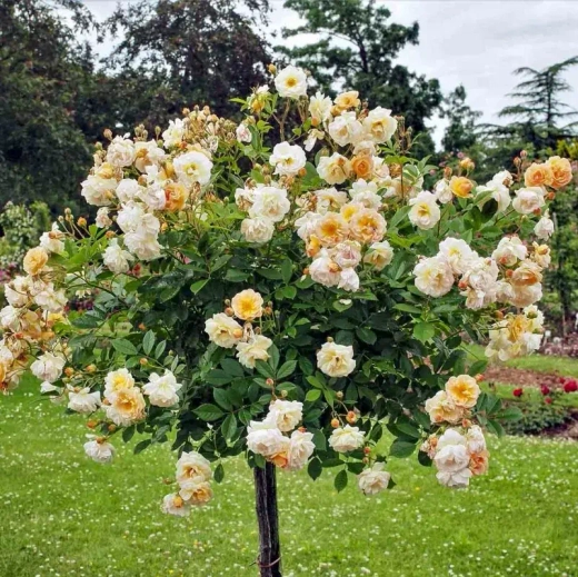 Роза Гислен де Фелигонд штамб 125 см Закупка М21 весна 2026