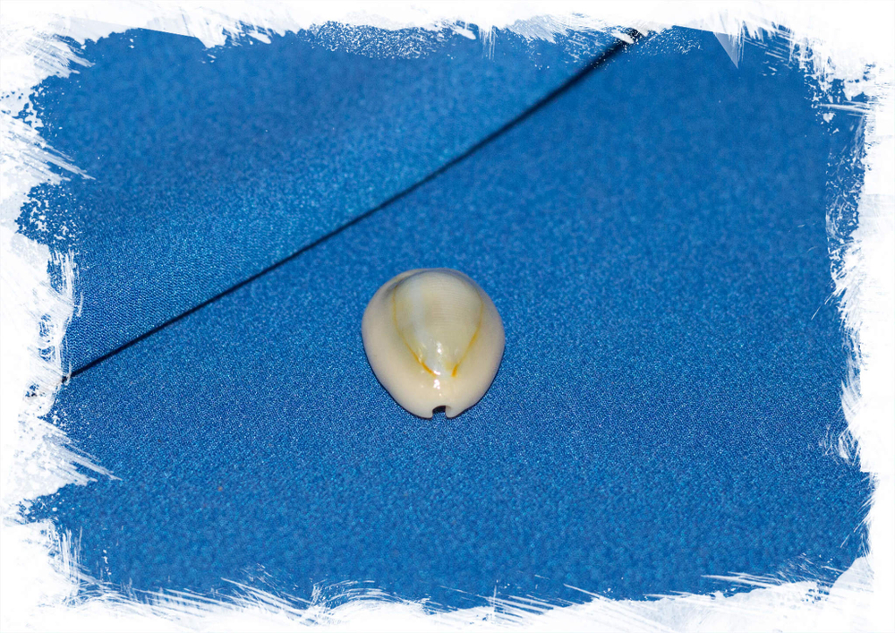 Ракушка коллекционная Cypraea annulus camelorum