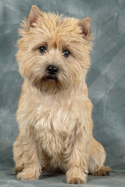 Керн-терьер Керн-терьер