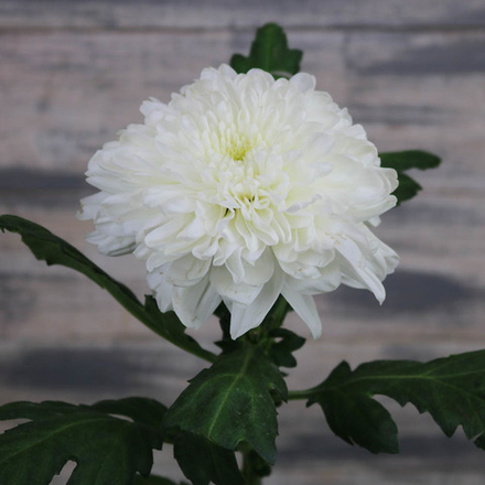 Хризантема Зембла Белая