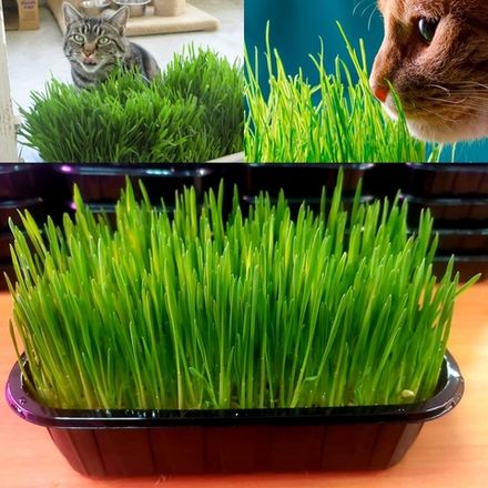 Трава для кошек
