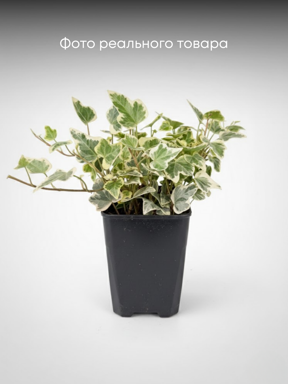 Хедера непальская д.9