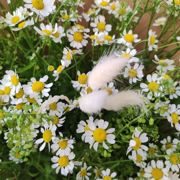 Букет из ромашек