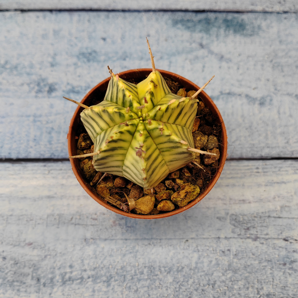 Euphorbia meloformis f. Variegated (Эуфорбия вариегатная)