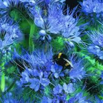 Семена Фацелия