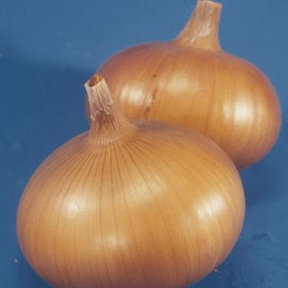 Лук репчатый Сеншуй Йеллоу Глоуб 250 000 (семян)