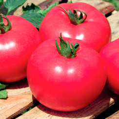 ПИНК СЕГУН F1 семена томата (Hazera | Хазера)