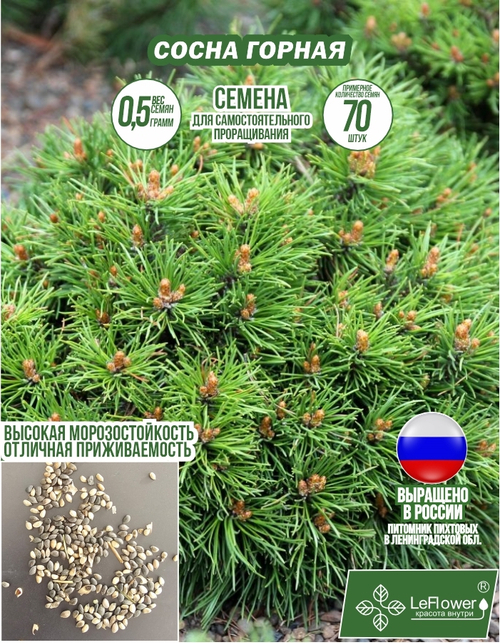 Семена, Сосны Горной, 0,5 грамм