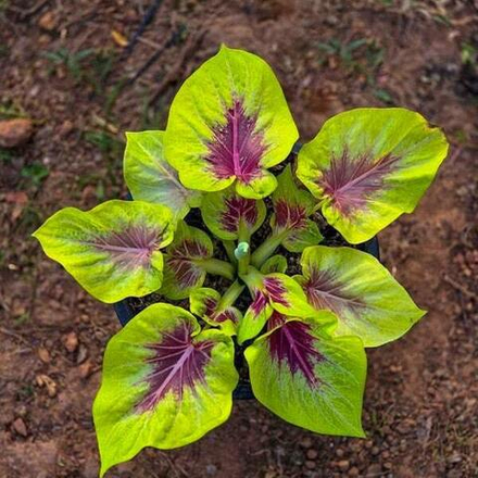 Каладиум LEMON SAI MUANG – PURPLE LEMON