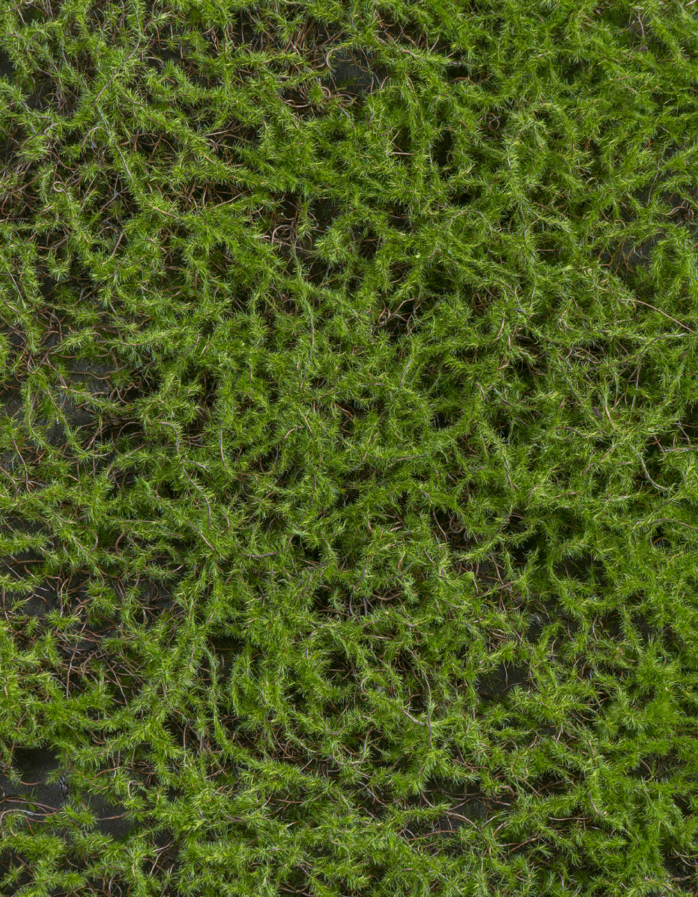 Мох Сфагнум Fuscum зелёный (полотно на подложке) 50х50 см 12/48 20.0820411S