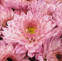 Хризантема корейская Розовые Мечты /поставка весна 2026г/