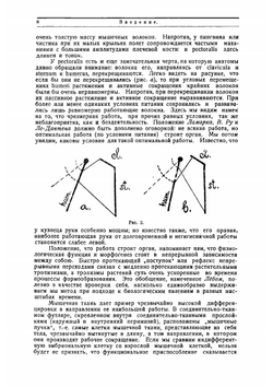 Физиология двигательного аппарата | Ухтомский Алексей Алексеевич