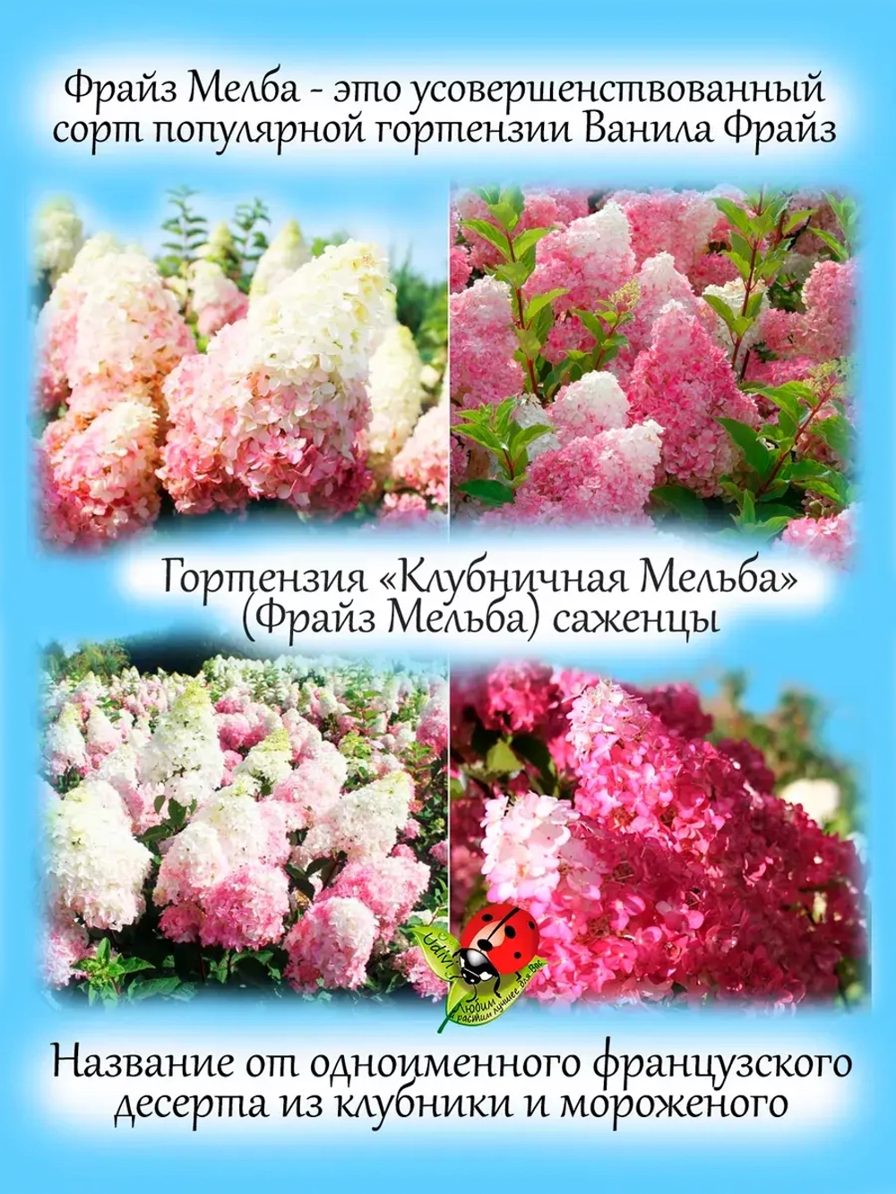 Гортензия Фрайз Мельба Клубничная Мельба метельчатая
