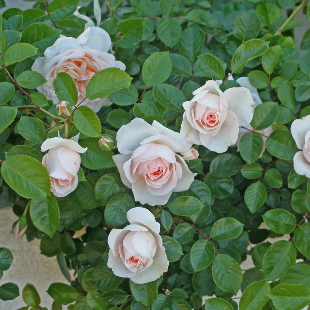 Мисс Диор (Miss Dior)