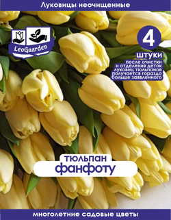 Тюльпан Луковица, Фан фо Ту, 4 шт