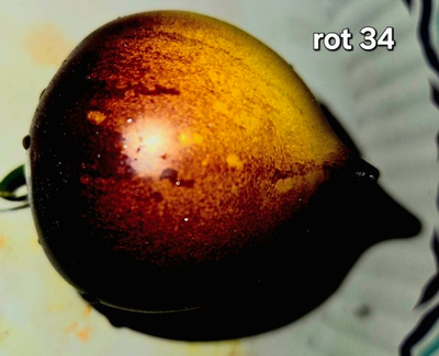 РОТ 34 ЖЕЛТЫЙ