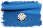 Ракушка морская Conus blanfordianus, Конус бланфордианус